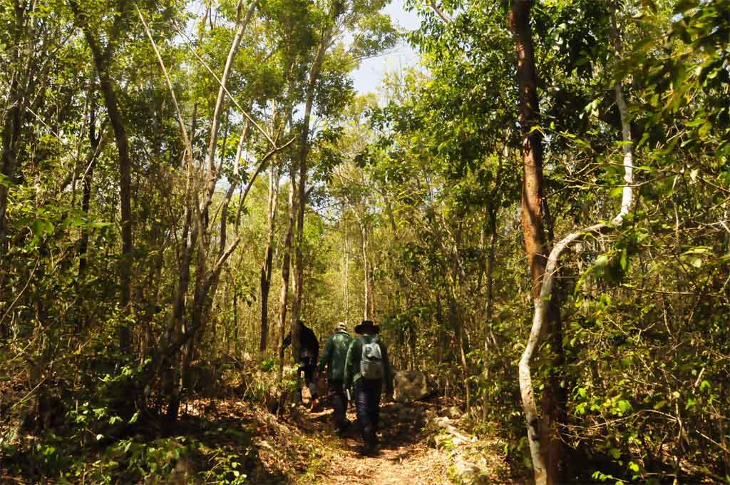 🇨🇺El Parque Nacional Caguanes, enclavado en el norteño municipio de Yaguajay, exhibe  importantes niveles de recuperación de los manglares, uno de los ecosistemas que sufrió el impacto del huracán Irma en 2017.
#Caguanes #Cuba #ecosistema #protección #sanctispiritus