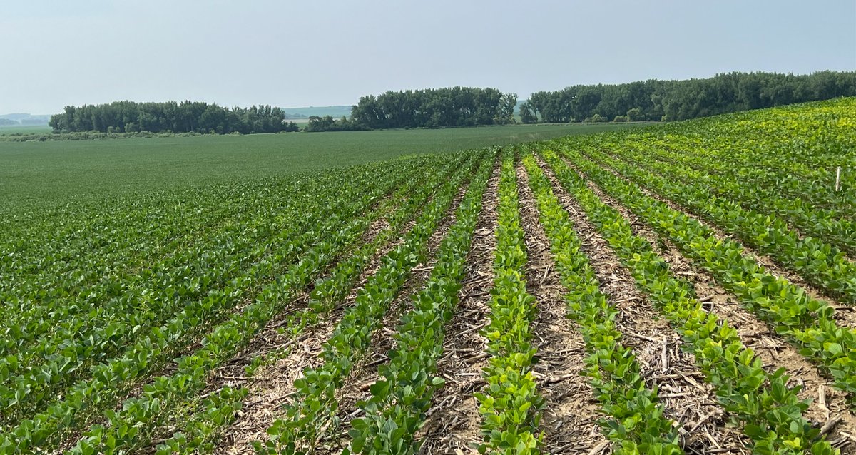 Can you spot the difference? IDC Soybeans near Thurston, Nebraska. 1 quart of #AccomplishMax + 3 ounces #Radiate on the left vs GSP on the right #PlantHealth #Sustainability @NutrienAgRetail @growloveland @AgricenCo