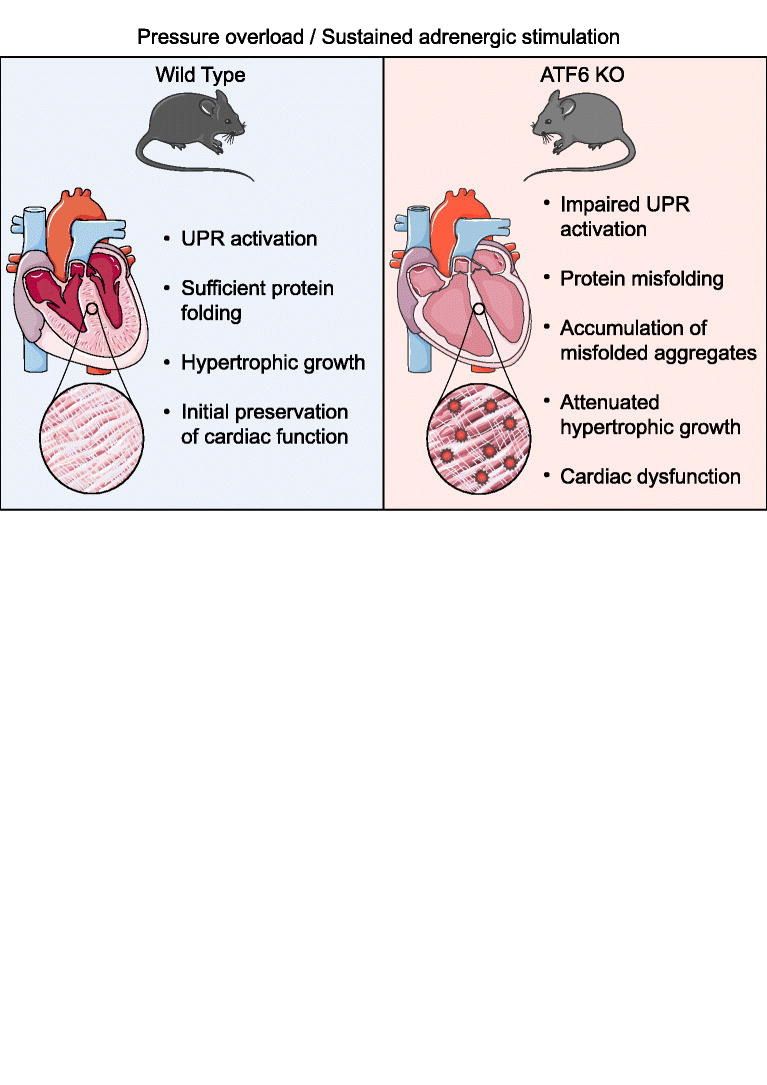 In our April issue, @Shirin_Dor and colleagues show that ATF6 protects against #protein misfolding during #cardiac #hypertrophy: buff.ly/4azJLBL @TobiasJakobi @VolkersMirko @blackwood_erik @k8weeks @vagnozzirj @monikagladka