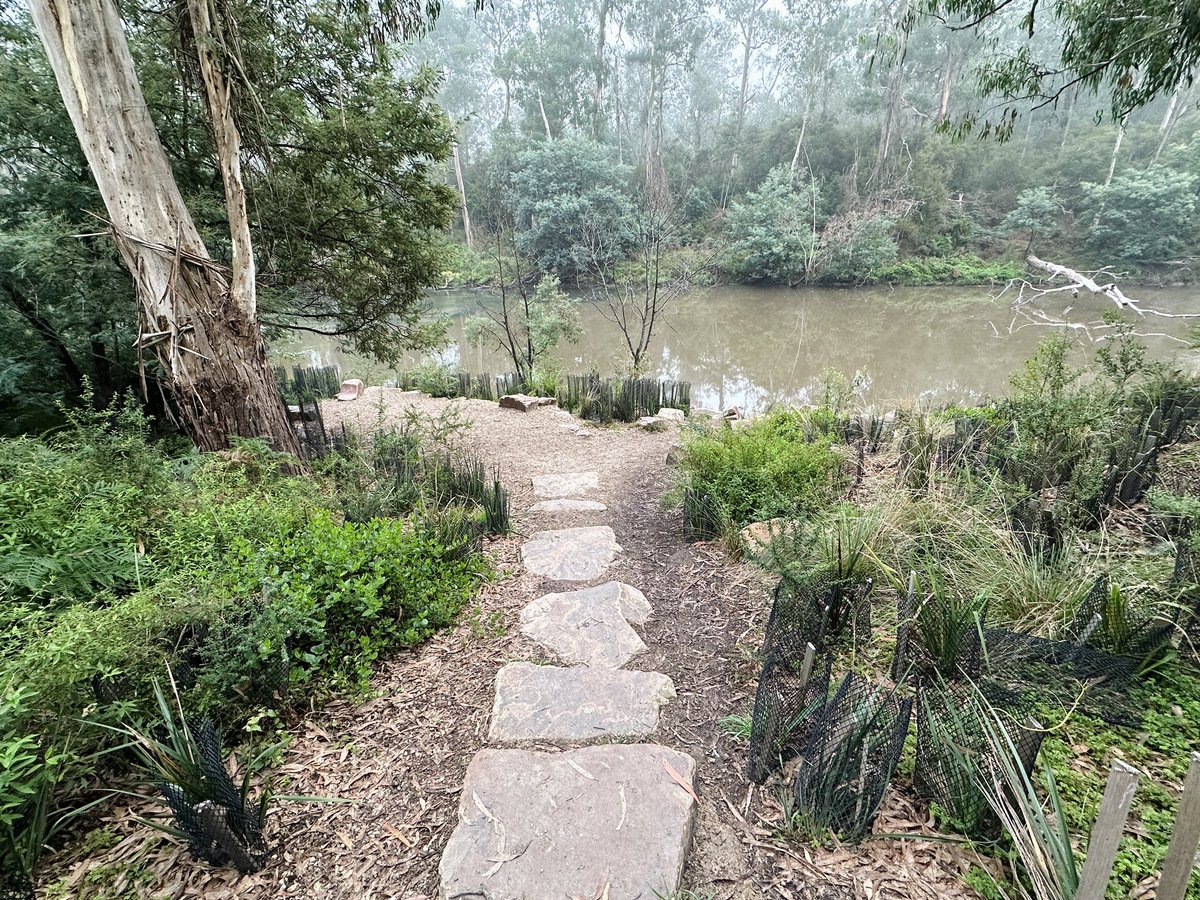 GetTerryNow's tweet image. Successfully rehabbed area of #yarrariver by Taroona Reserve, Warrandyte vs degrading, high foot traffic area opposite @WarrandyteGrand hopefully a plan in play? Generally speaking works through here in the last five years have been first rate. @TheYarraRiver @ParksVictoria