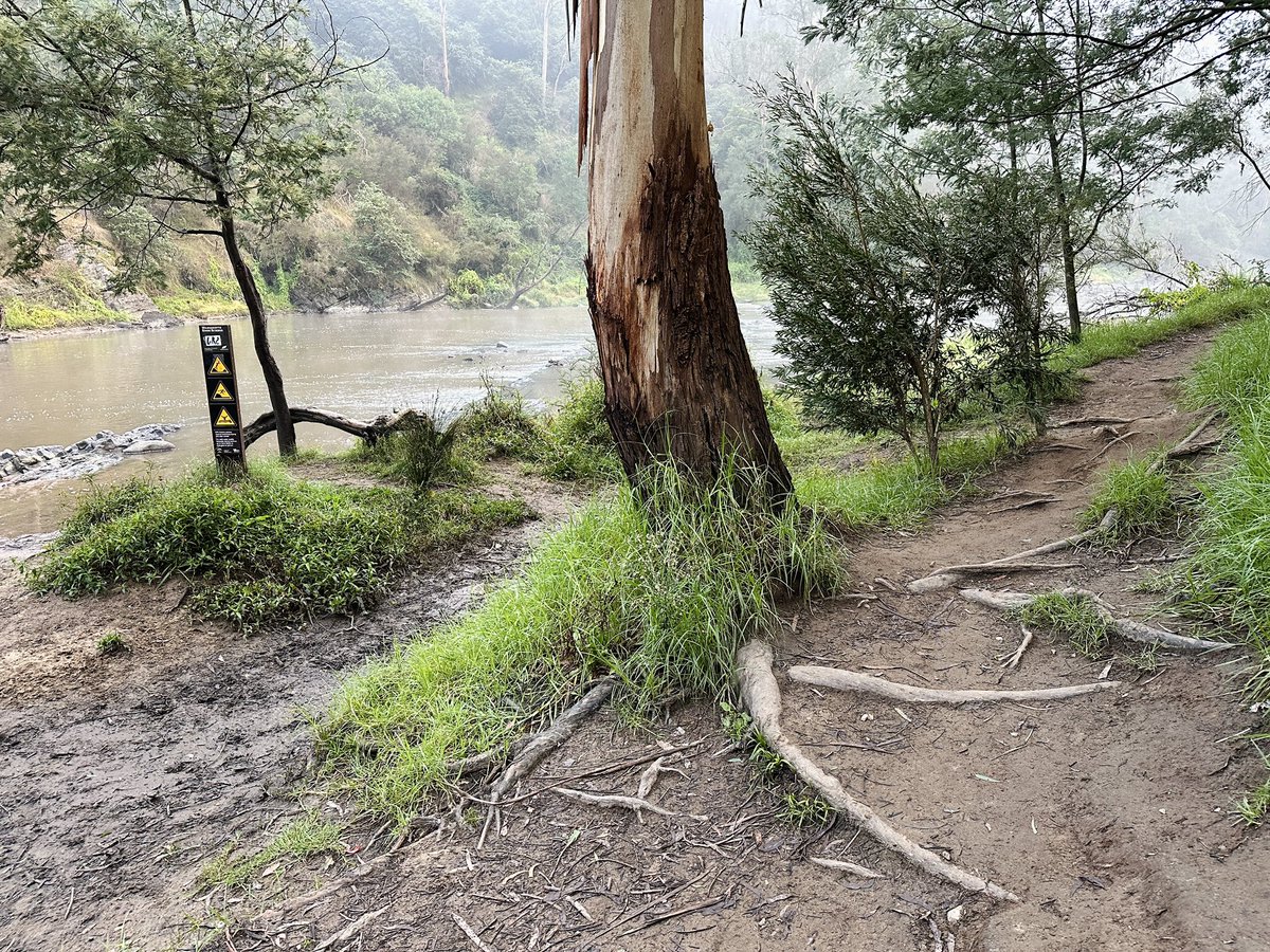 GetTerryNow's tweet image. Successfully rehabbed area of #yarrariver by Taroona Reserve, Warrandyte vs degrading, high foot traffic area opposite @WarrandyteGrand hopefully a plan in play? Generally speaking works through here in the last five years have been first rate. @TheYarraRiver @ParksVictoria
