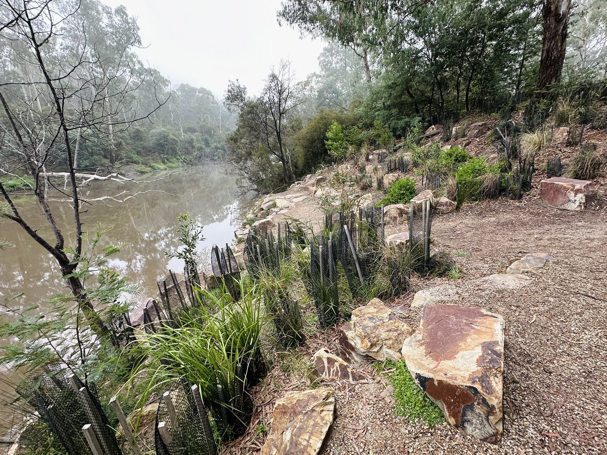 GetTerryNow's tweet image. Successfully rehabbed area of #yarrariver by Taroona Reserve, Warrandyte vs degrading, high foot traffic area opposite @WarrandyteGrand hopefully a plan in play? Generally speaking works through here in the last five years have been first rate. @TheYarraRiver @ParksVictoria