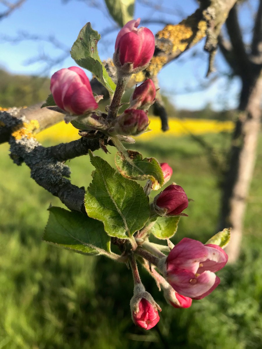 reflectionwalks's tweet image. Die zarten Blütenknospen erinnern uns an die ersten sichtbaren Resultate eines neuen Schritts im Leben. Wann warst Du zuletzt Knospe?