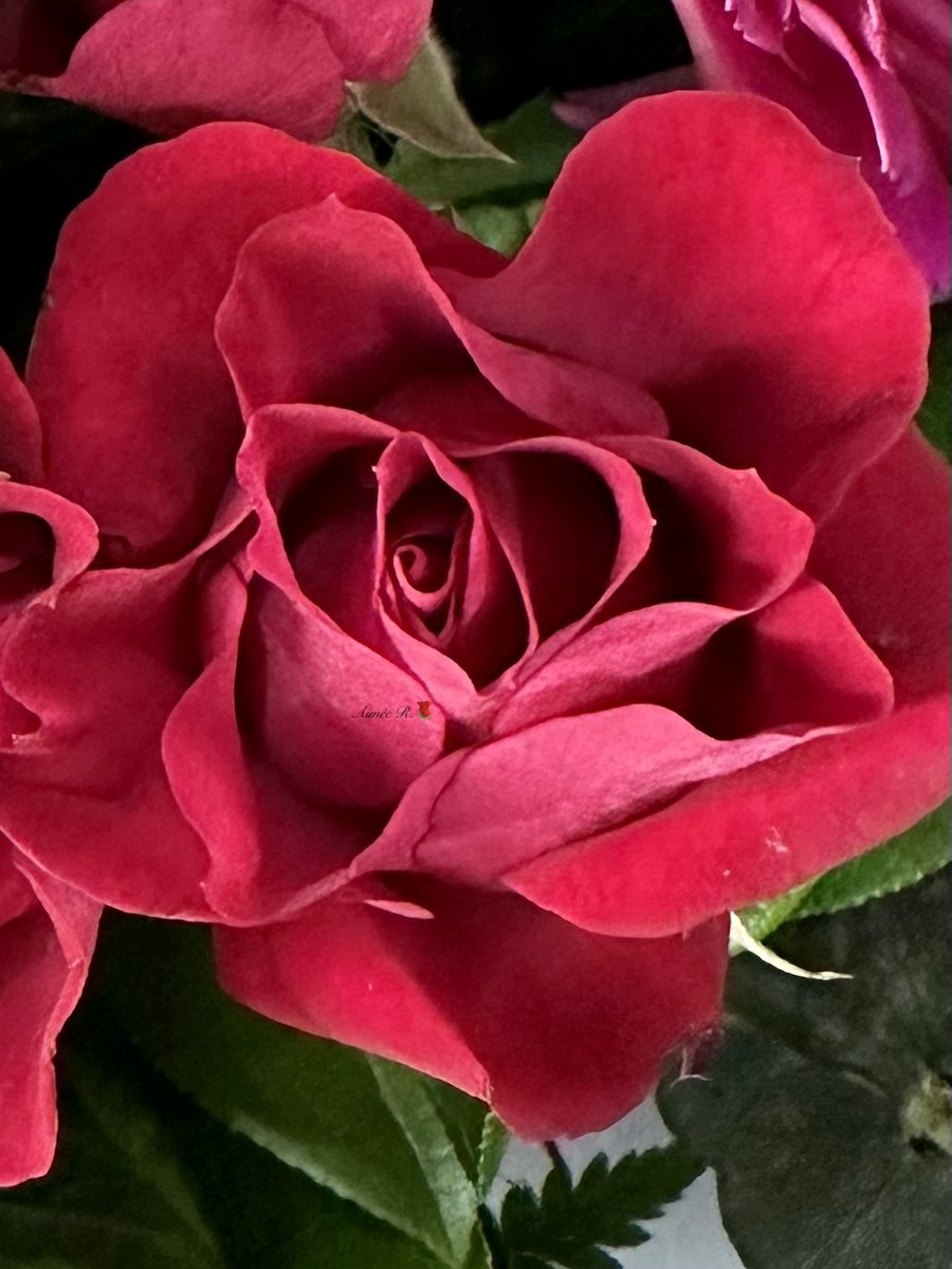 Happy #RoseWednesday My📸
One rose is always more romantic than a bouquet. One rose has more impact than many. Maybe it’s because sometimes one single act of love can mean more than many could ever express.
“A single rose can be my garden; a single friend, my world.” L. Buscaglia