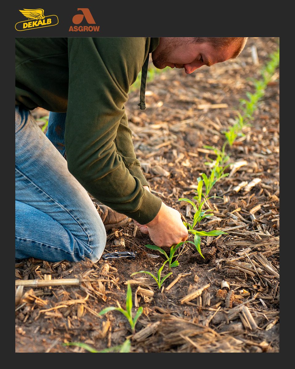 As farmers prepare to evaluate this year’s crop for the first time, learn about how corn and soybean stands are assessed and what to do after. 🌽🌿 dekalbasgrow.co/4dbD9eT