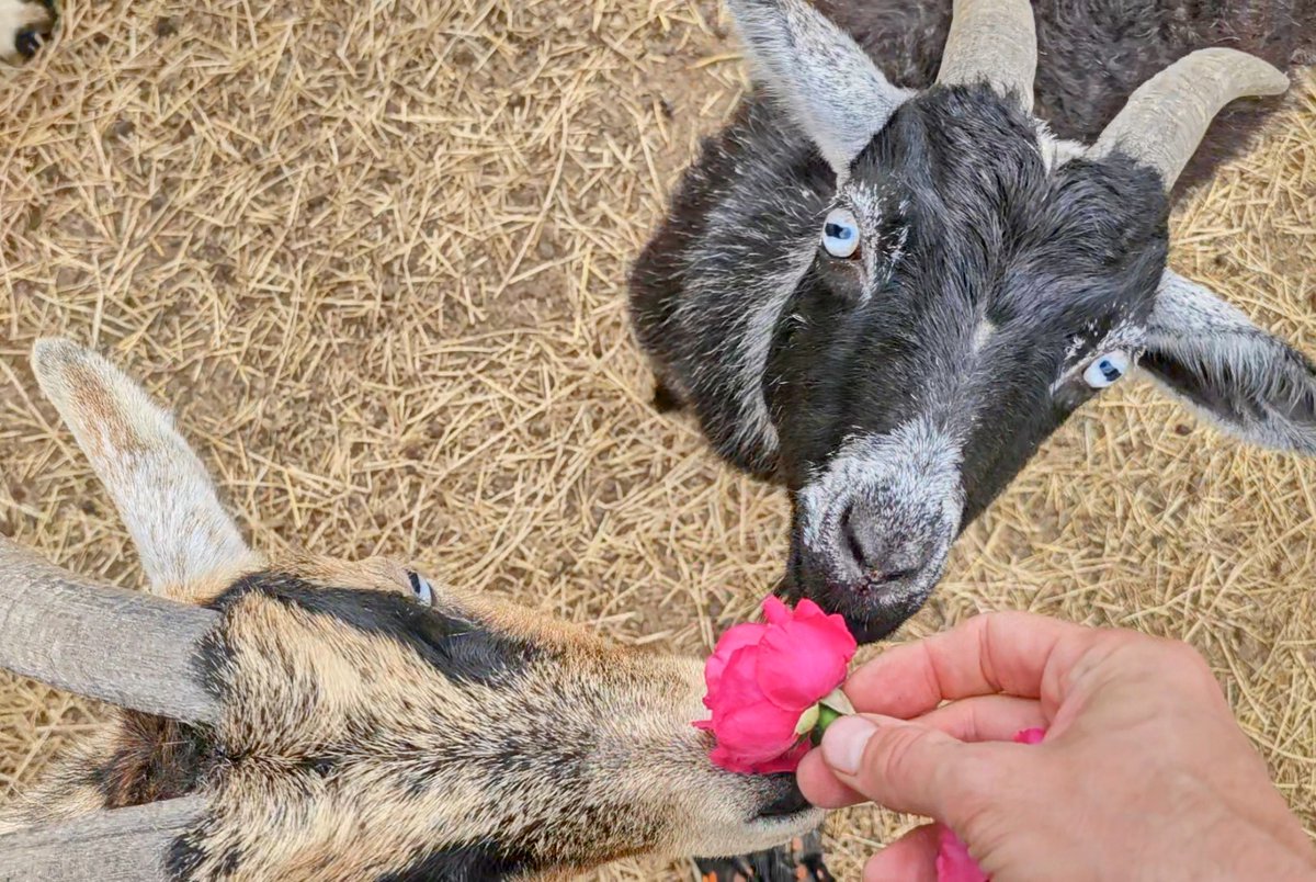 Have a Goatastic evening! 

Remember to:
Be safe.
Have fun each day.
Be kind.
Love yourself.
Take a break to disconnect and center.
Spread love and joy, don't steal it.
You are not alone!
You matter!
You are loved!
Lastly, don't let anyone get your goat!
#SpreadKindness