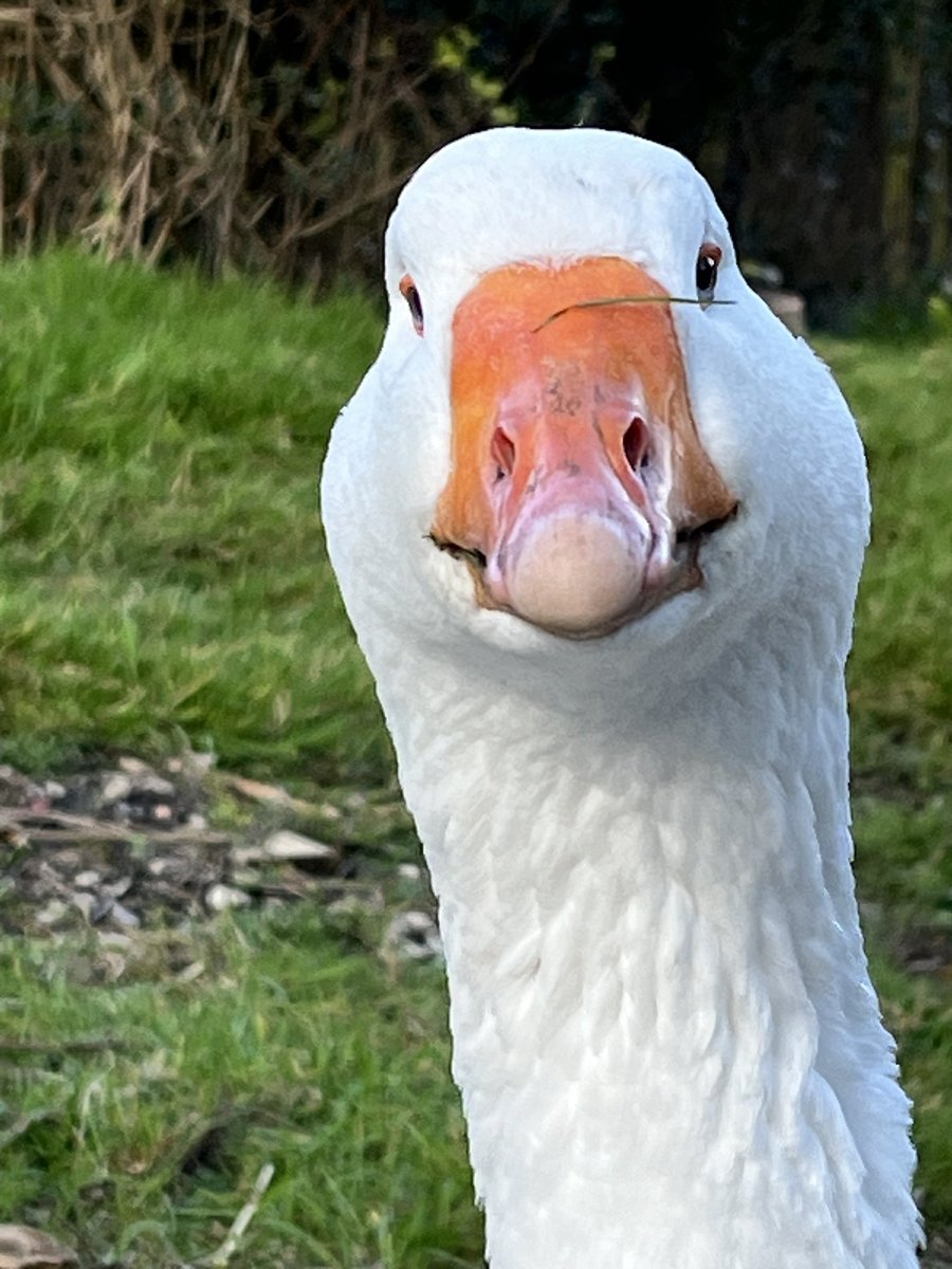 Love my goose, Rosie 💜🪿💜