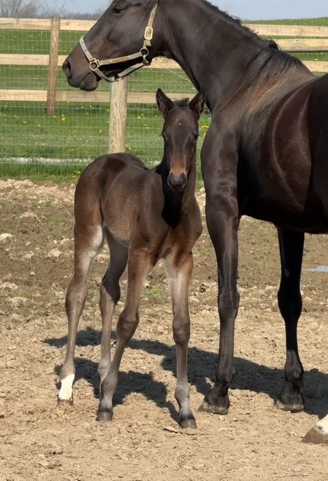 Hey hey hey it’s a Monty Miki x Rose Run Skyler for Watiker Racing!!