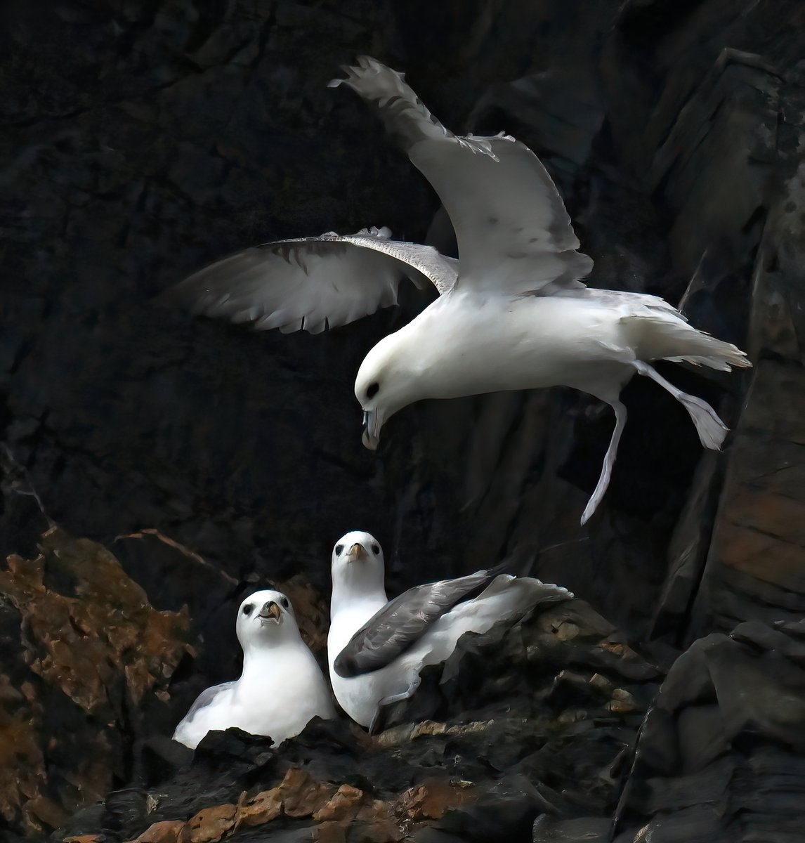 The visitor. 😊 Fulmars on the cliffs at Praa Sands in Cornwall last week. 🐦