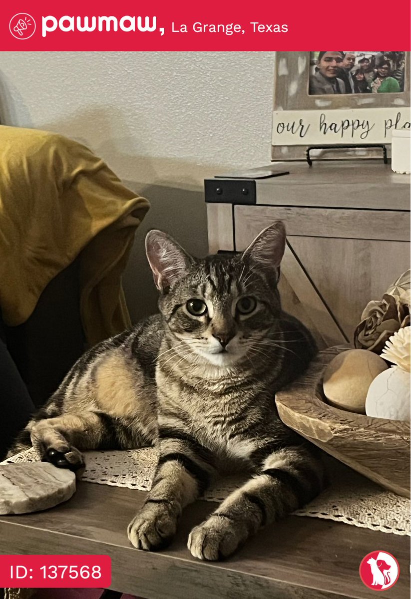 Rocky - Lost Cat in La Grange, Texas, 78945

More Details:
pawmaw.com/lost-rocky/137…

#LostPetFlyers #pawmaw
#LostDog #LostPet #MissingDog
#LostCat #FoundDog #FoundPet