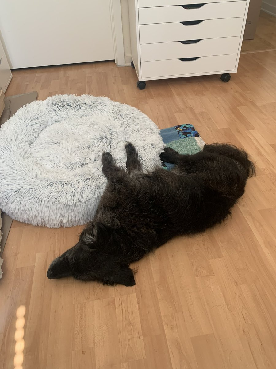 andykim808's tweet photo. @Ihartitz Lilly and Rainbow sharing the same hard knocks nap energy https://t.co/He0VOlpu59
