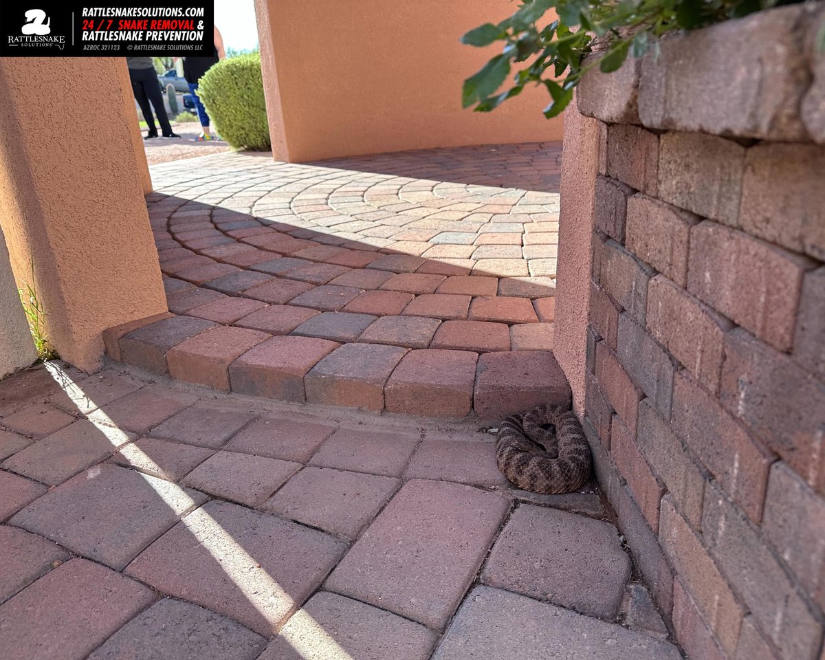 This Tiger Rattlesnake was using this patio in the same way it would a similar functional structure in nature. Rock in partial sun, largely shaded and offering thermoregulatory opportunities.