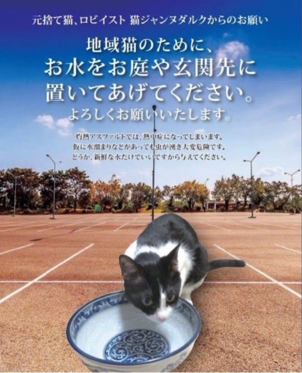 hinatabocco_k's tweet photo. #拡散リポストご協力お願いいたします 
だんだん暑くなってまいりました。
水分補給が大切な時期となりました
猫達のためにお水を置いてあげてください
皆様のやさしさで助かる命があります❤️‍🩹
どうかよろしくお願いします🙇 https://t.co/zY35hXtXnt