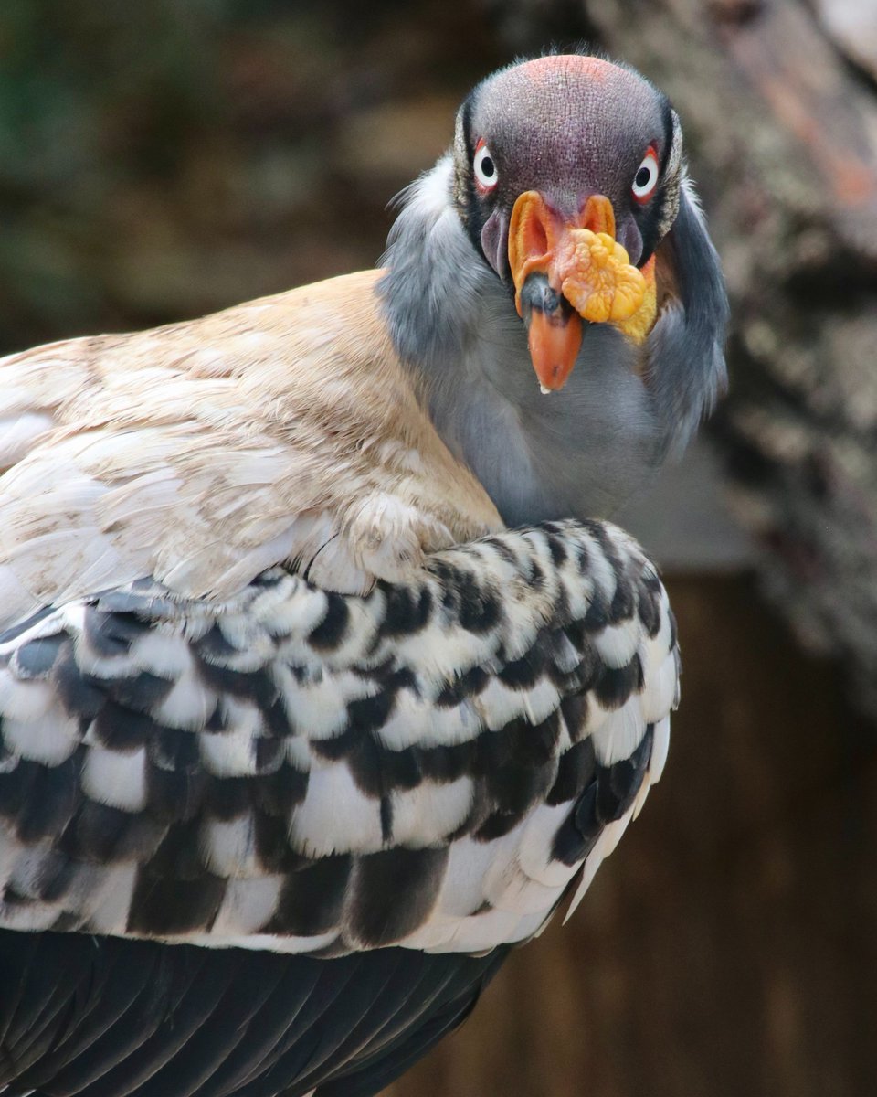 Eyes on the prize. 👀 The striking eyes of the king vulture not only make a statement but also help them spot their next meal from high above. 📸: Assistant Zoological Manager Anissa C.