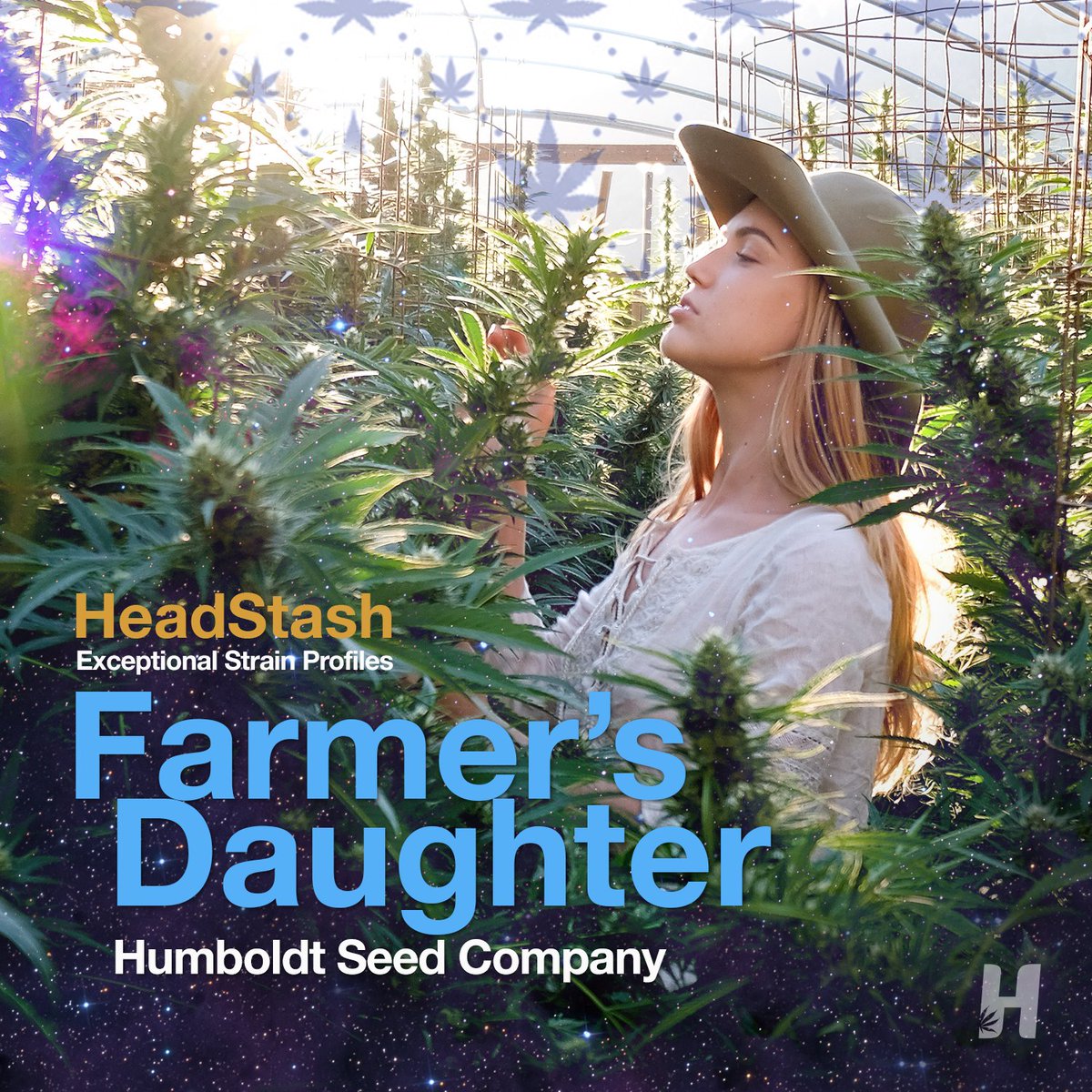 Reacquaint yourself with Farmer’s Daughter by Humboldt Seed Company, our most popular HeadStash strain to date.
headslifestyle.com/blogs/headstas…
#farmersdaughter #farmersdaughterstrain #growyourown #cannabis #stash #plants #terpenes #humboltseedcompany #natpennington #breeders