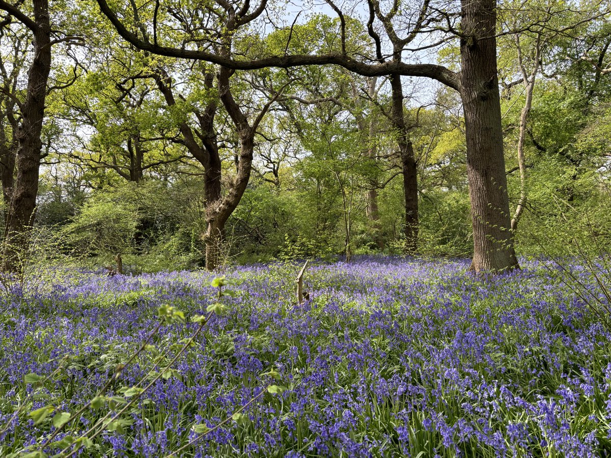 The #bluebells in Perivale Wood this past weekend. Noice! Thanks so much to the @SelborneSoc for hosting us