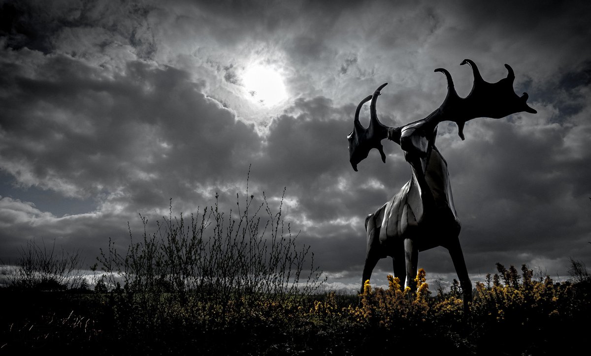 The Irish Elk of Cork

Nearly 40 years ago, Cork artist Kevin Holland brought the great Irish Elk back to life as a bronze effigy overlooking the N20 road between Cork and Mallow. 

#Kevinholland #ireland #cork #irishelk #sculpture #bronze #silhouette #aerial