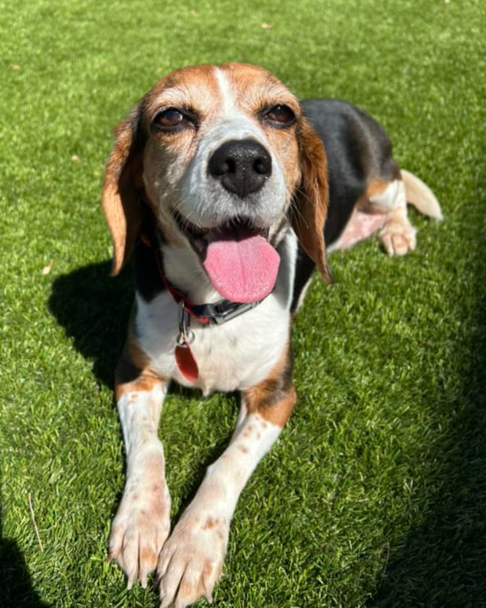 Happy #TongueOutTuesday from Poppy, an adorable BFP Alumi! Isn't she the cutest? 🐶

#beaglefreedom #bfp #freethebeagles #endanimaltesting #endanimalcruelty  #crueltyfree #beagle #beagles #crueltycutter  #endanimalexploitation #freedomfields