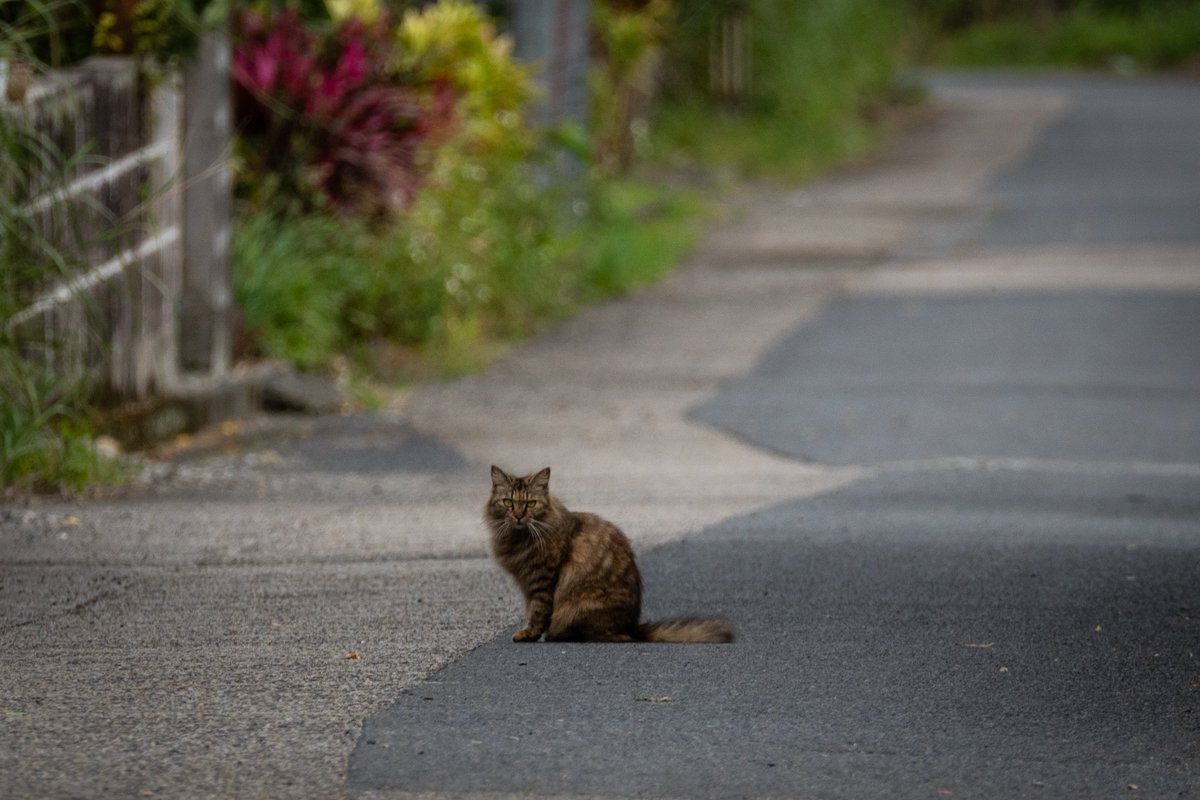 f/6.3・1/500・400mm・iso640
#写真で伝える私の世界 #猫好き #キリトリセカイ #ファインダー越しの私の世界 #これソニーで撮りました