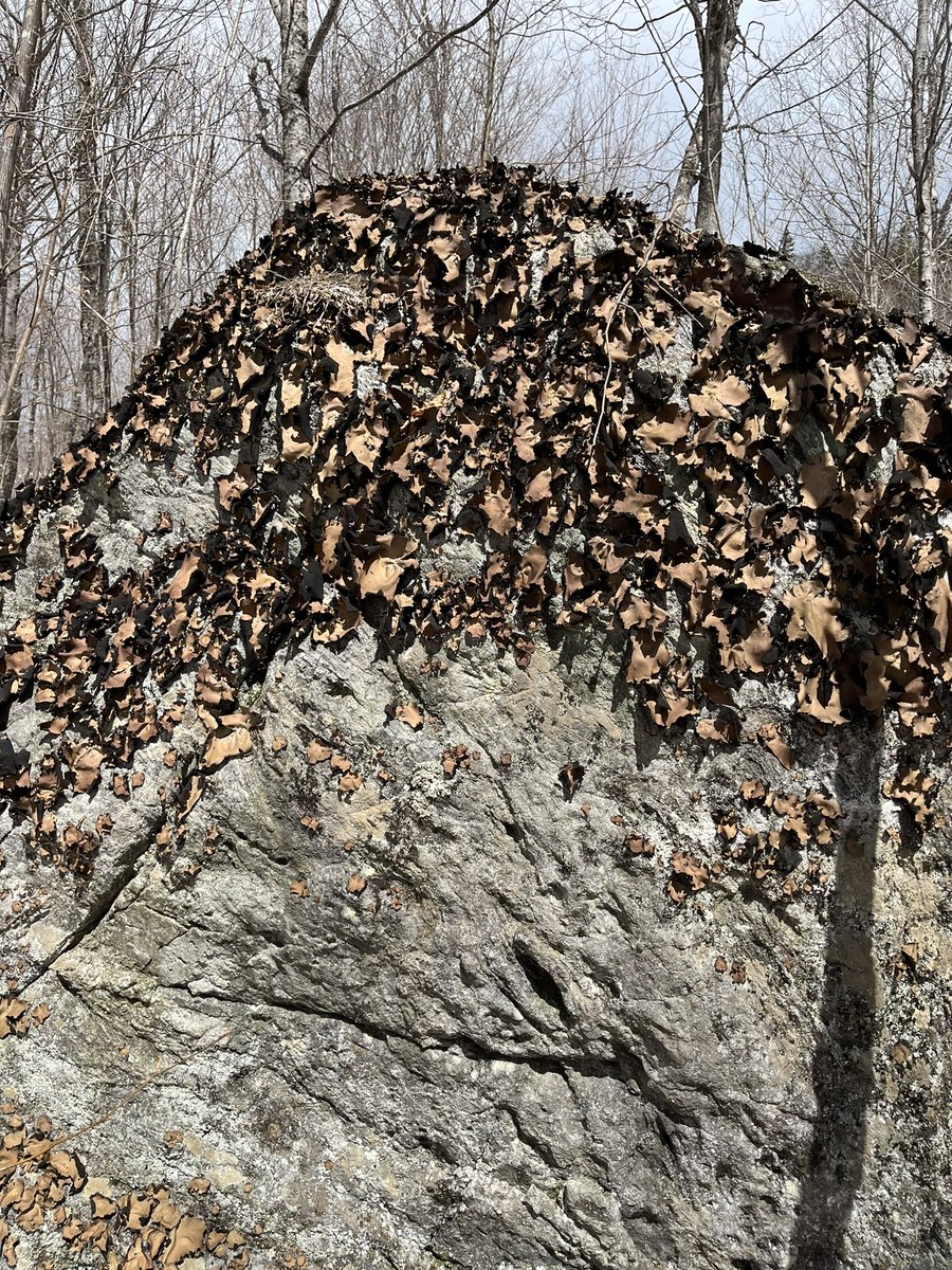 Huge boulder covered in weird, brown leafy lichen.