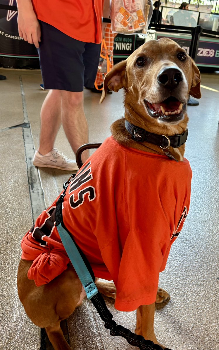 afkostka's tweet photo. Check out Archie, this 4-year-old rescue originally from Louisiana. His best friend is his cat sibling and Archie will stick to you like glue https://t.co/MhJ96cGBCe