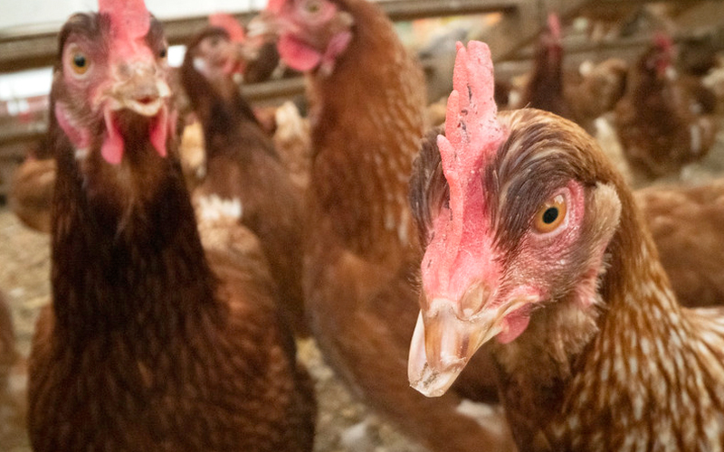 #NewsRelease: Highly Pathogenic Avian Influenza detected at eastern New Mexico poultry facility More information in English and Español at nmdeptag.nmsu.edu/new-release/20….