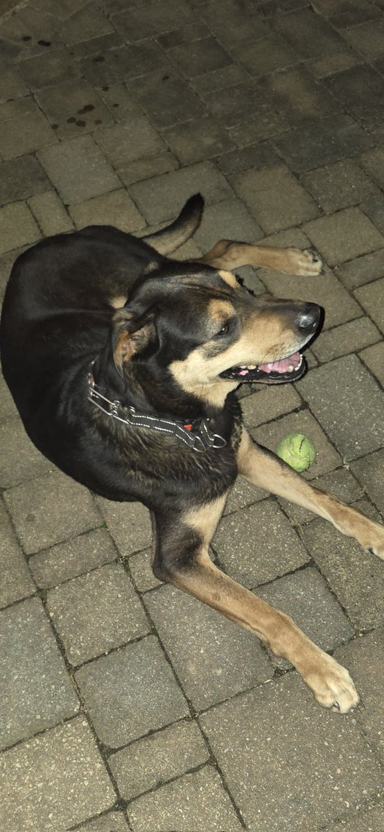 This pretty boy was found tonight in Homewood near Greensprings. If anyone recognizes him let me know. Please share. I already have 3 dogs and can't keep him!