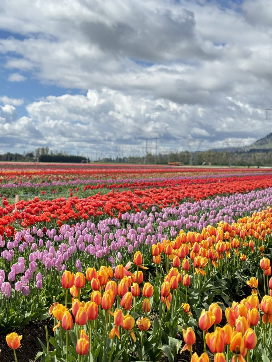 Tulip Festival at @LakelandFlowers 
Beautiful colours and tulips all around you ..🌷🌷🌷

#tulips #Vancouver #TourismWeekCanada2024 #beautifulbc