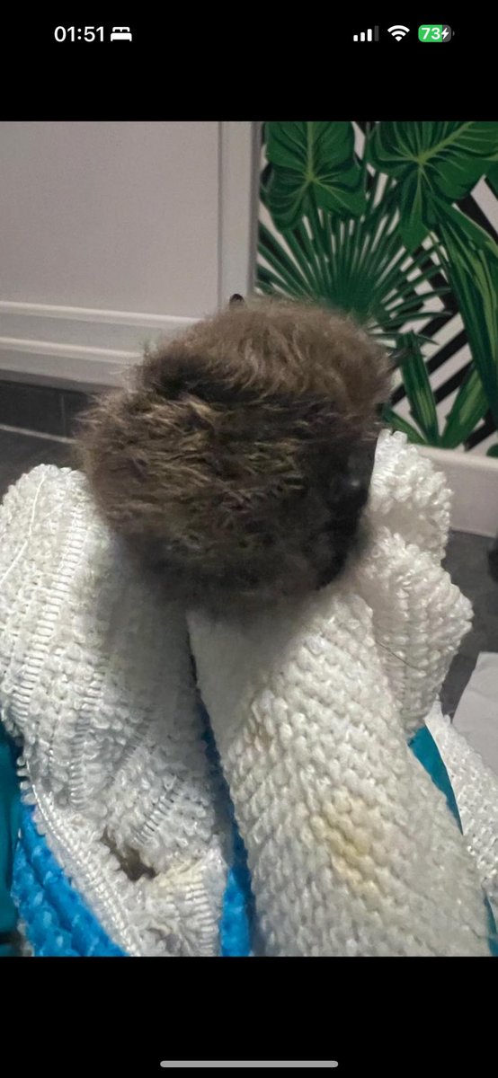 Batlover89's tweet photo. @hexbabee I look after bats as a volunteer bat carer as well as surveyor! They are honestly gorg! Sometimes I have to hand feed them and there young milk feeds round the clock &amp; flight lessons lol. Look at fluffy bat butt ❤️🦇. https://t.co/sjsrqKHeH9