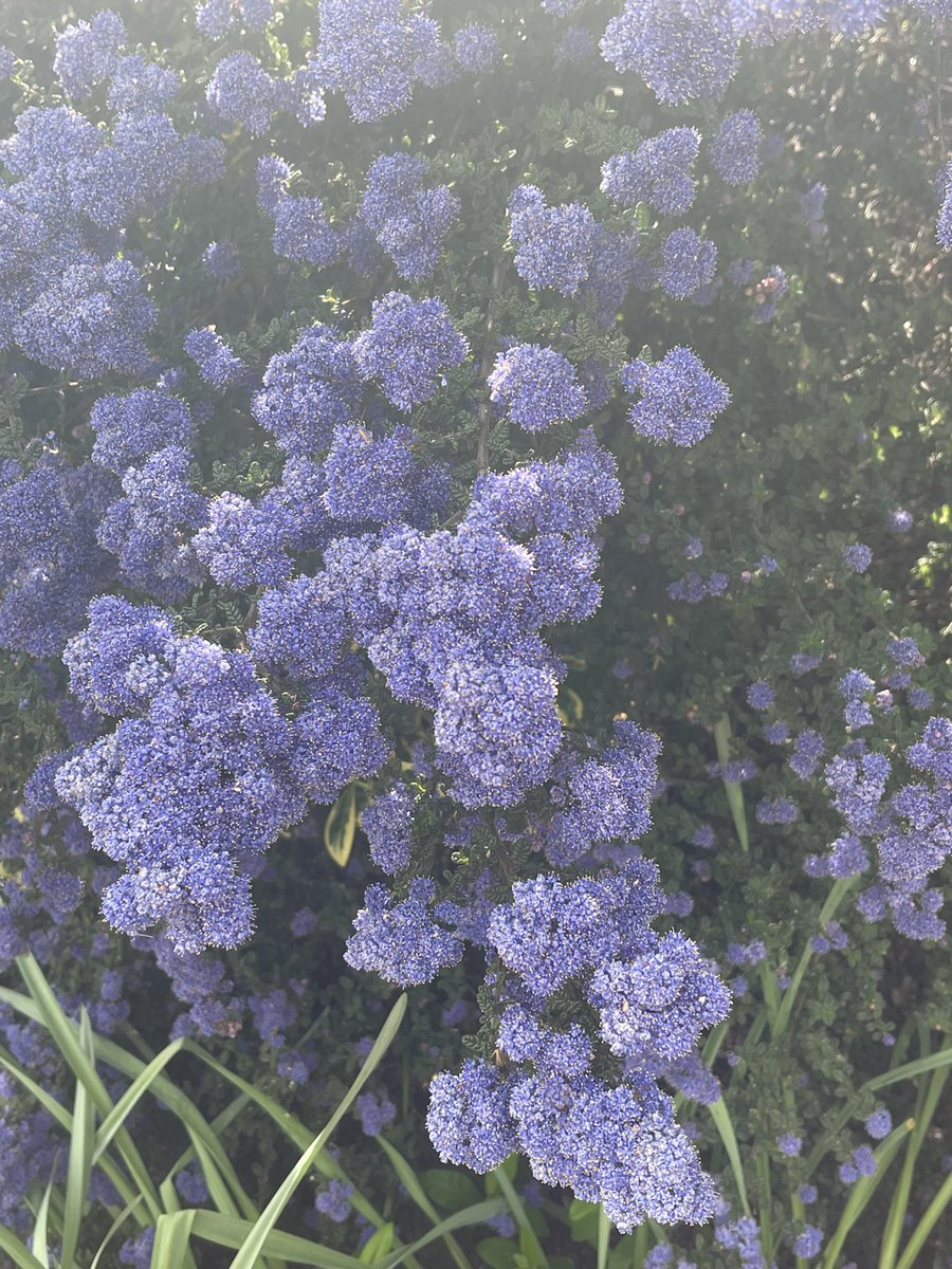 Pic of the day, this vibrantly pink azalea Bearded irises Lilacs in an old nearby cemetery against a southern view And new to me, feltleaf ceanothus, member of the California lilac family! It is purple, but who knew‽ Views and hues you maybe can use. 😊🩷💜