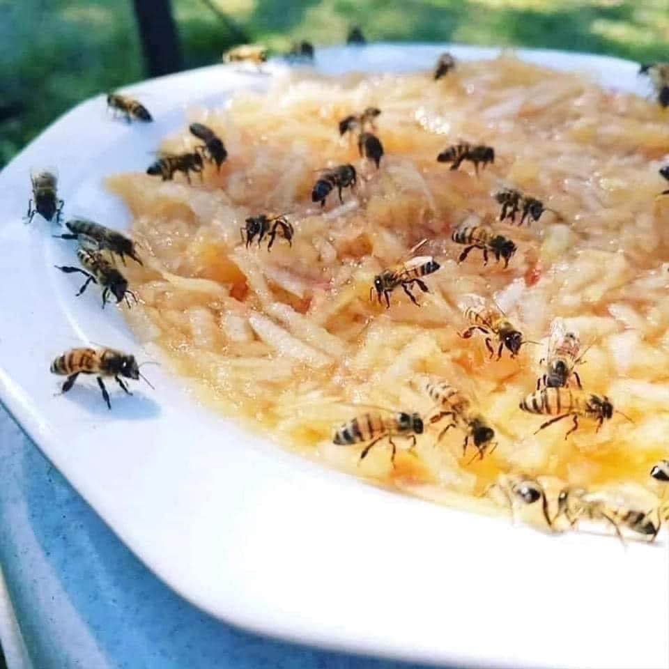 Help your neighborhood Bees and insects! 🐝 Grate an apple and add some water to a bowl. Bees will get sugars from the apple and can stand on the pieces of fruit to keep from drowning.