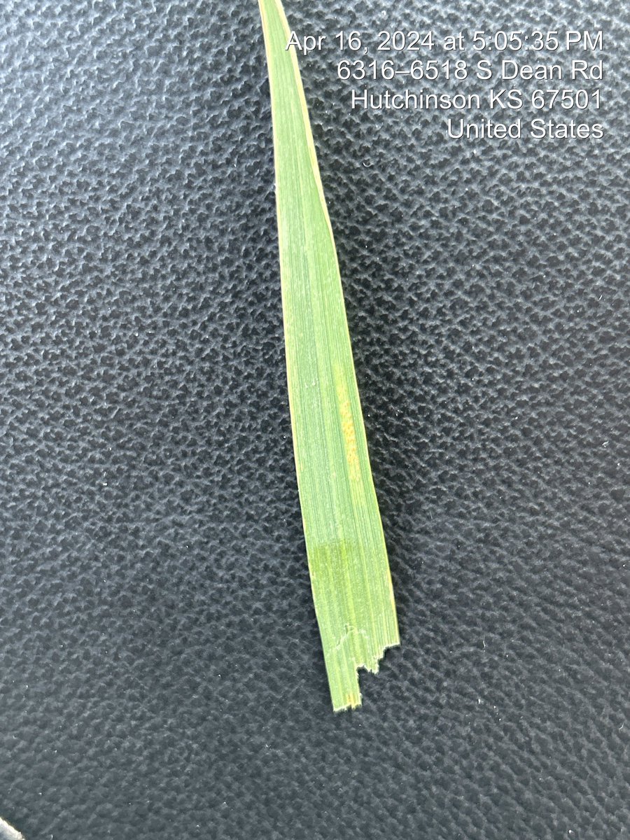 josh_coltrain's tweet photo. While also very difficult to find in a highly drought stressed environment, #stripe_rust found near Hutchinson (Reno Co.). @Apwheat @RichWheat @KSUWheat @KSUWheatDisease https://t.co/14YuAt2XGj