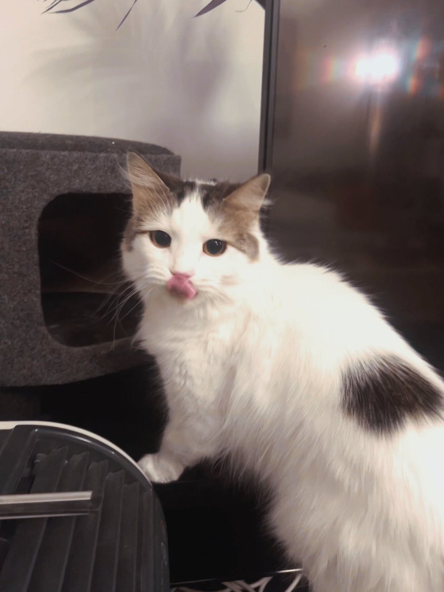 I am thrilled to present to you, a Florence mlem