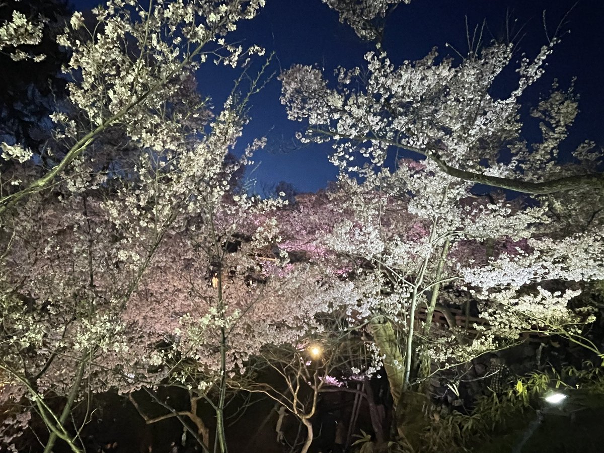EnjoyMile's tweet photo. 今年はこれでもかというぐらい桜を満喫した🌸熊本、東京、長野それぞれの場所でこんなにも見事に咲き誇る桜。みてるだけで心が感動してしまうなあー。 https://t.co/xPmB5xdH2a