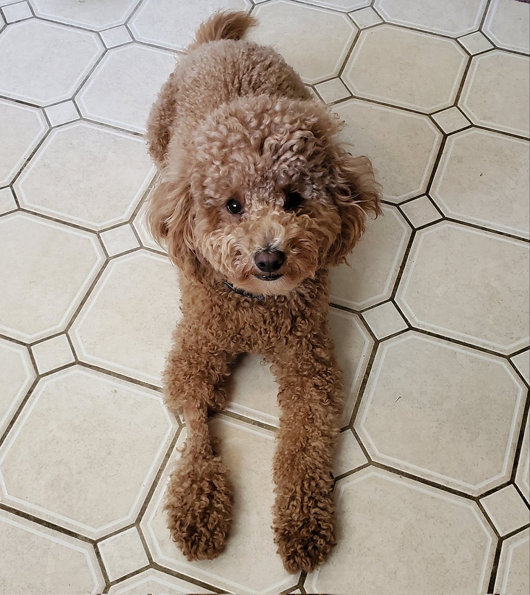 I just got back from the vet and had my cone removed 🙂🎉 I am heading to the backyard to roll on the grass, stick my face in plants, and smell flowers 🌿🌾🌸🌼 Plus, Mom got me a new bone🦴 #dogsofx #goldendoodle #dogsoftwitter #tuesdayvibe