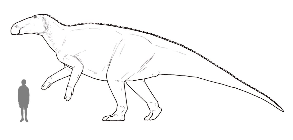 Edmontosaurus was a large ‘duck-billed’ dinosaur known from the late Cretaceous of North America. Among the dinosaurs of its time, its life appearance is one of the best known, thanks to numerous “mummies” preserving various soft tissue structures.
#100DaysofDinosaurs day 68