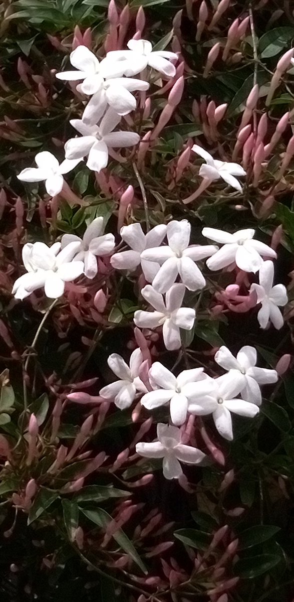 jasmin. まとめ売り割引します♡でございます♪ 🌙