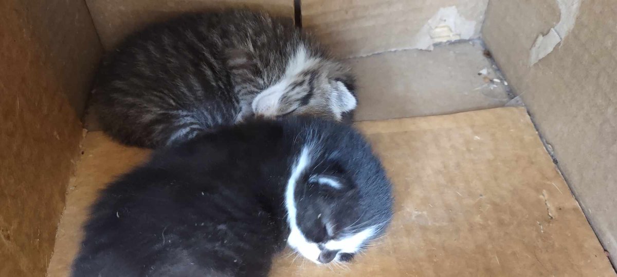 Just some kittens hanging out on the porch