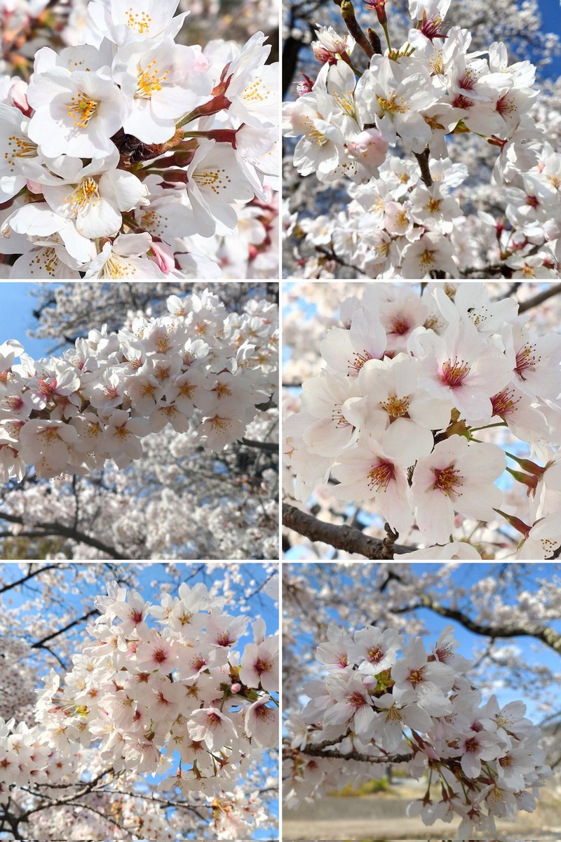 ⭐︎🌸𓂃𓂂𓏸🌸𓂃𓂂𓏸🌸⭐︎
🌸.*·̩͙サ.*·̩͙ク.*·̩͙ラ.*·̩͙🌸
   🌸﹏𓈒𓂂𓏸🌸﹏𓈒𓂂𓏸🌸
   🍡🌸お花見🌸🍡
  行って来ました🤩
笑顔になれました〜😆
    *🍃**¨*•. ..·**¨**🍃
  *🍃 *¨*•.¸🚘.•*¨**🍃