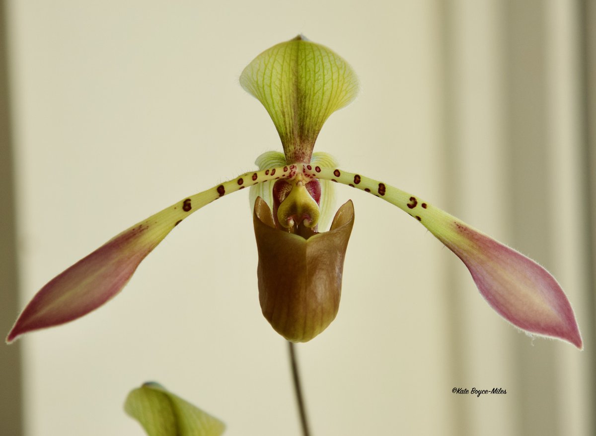 Paphiopedilum lowii (species orchid). This is the first time flowering of one of my young P. lowii plants. I removed the flower spike in late March so as not to stress the plant (however the flower is still open in water!). @PetrovichBilly @BritPaphSociety #Paphiopedilum #lowii