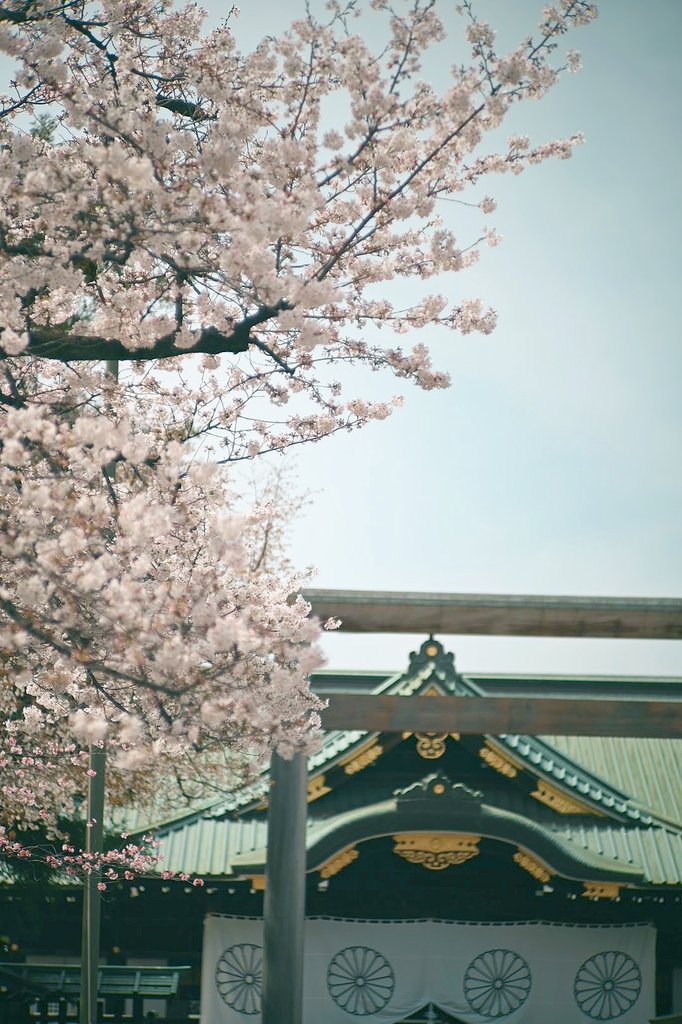 春に包まれて🌸

4月7日、千代田区・靖国神社にて

全部縦写真、タップしてね

Z5＋日本光学 Nikkor 8.5cm f2 占領下日本（1948）

#オールドレンズ
#oldlens