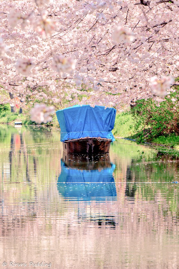 おはゆ〜ございますꕤ𓈒𓂂◌ 今日も元気に行ってらっしゃ〜い(ˆ꜆ .  ̫ . ) ꜆ ⌒♡ #おはようございます #写真好きな人と繋がりたい #TLを桜でいっぱいにしよう
