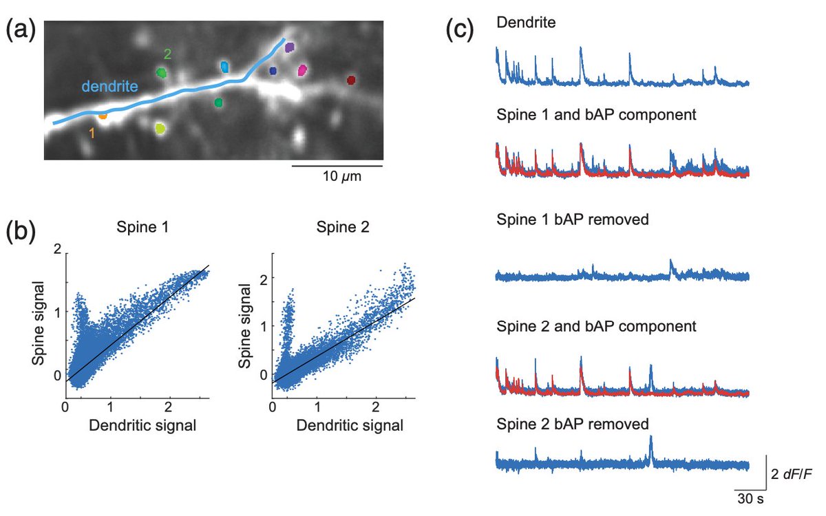 New analysis software for imaging data in dendrites, spines, and synapses. 'Comprehensive software suite for functional analysis and synaptic input mapping of dendritic spines imaged in vivo' Open source. doi.org/10.1117/1.NPh.… Look at that bAP subtraction! (1/5)