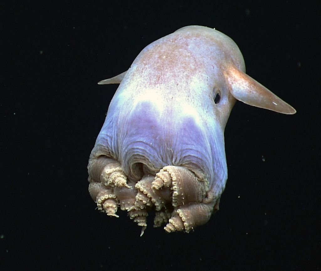 CephalopodToday tweet picture