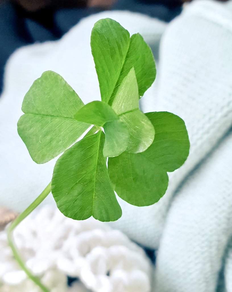 여섯잎 크로바가 피었습니다.
명예.기적.희망입니다.
이걸 보시는 모든분들에게 기적같은 날이 되시길요🍀