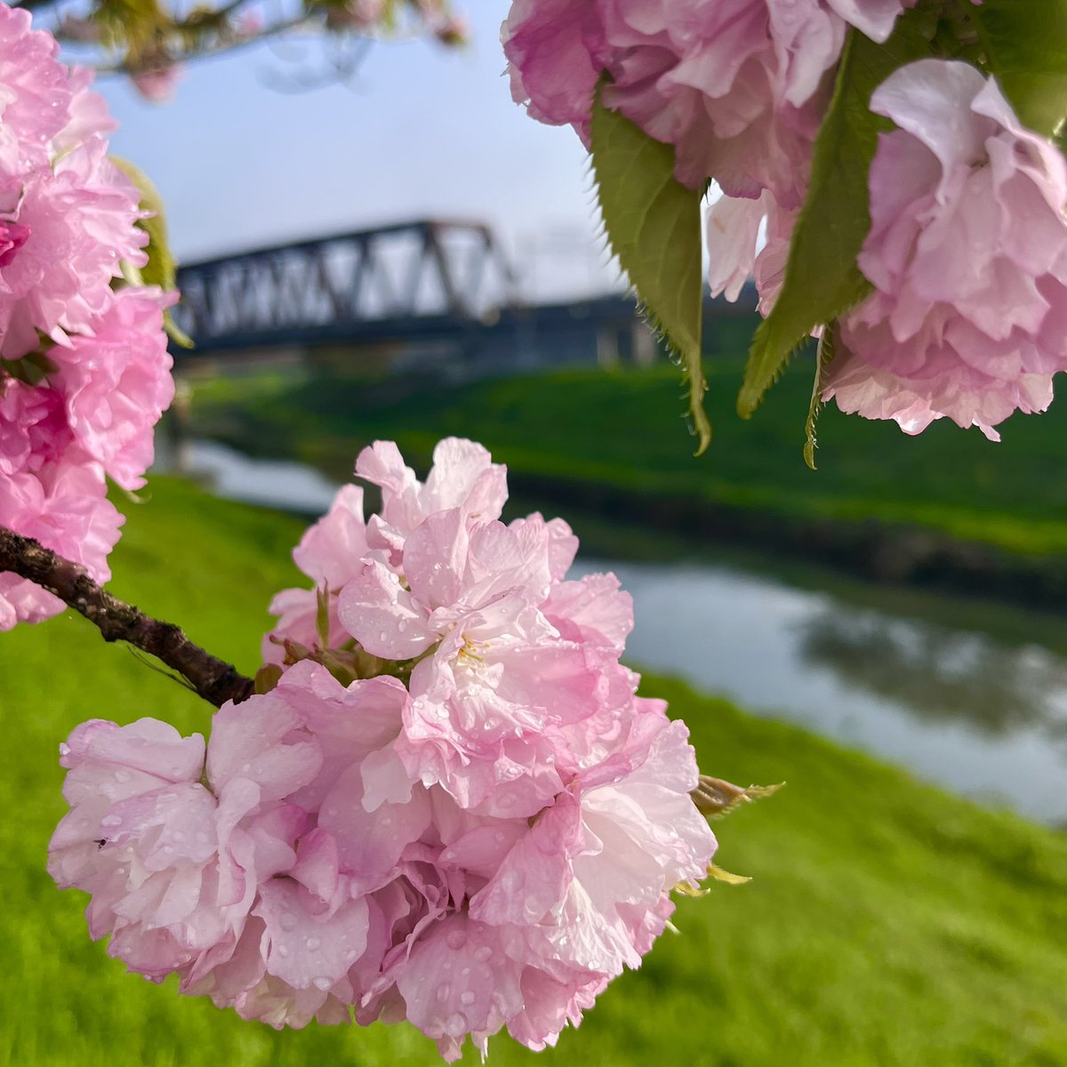 Cherry blossoms and iron bridge✨

#武庫川
#三田市
#1時間の通勤は旅だ 
#裏広報室
#裏広報室写真部 
#春から兵教 
#兵庫教育大学