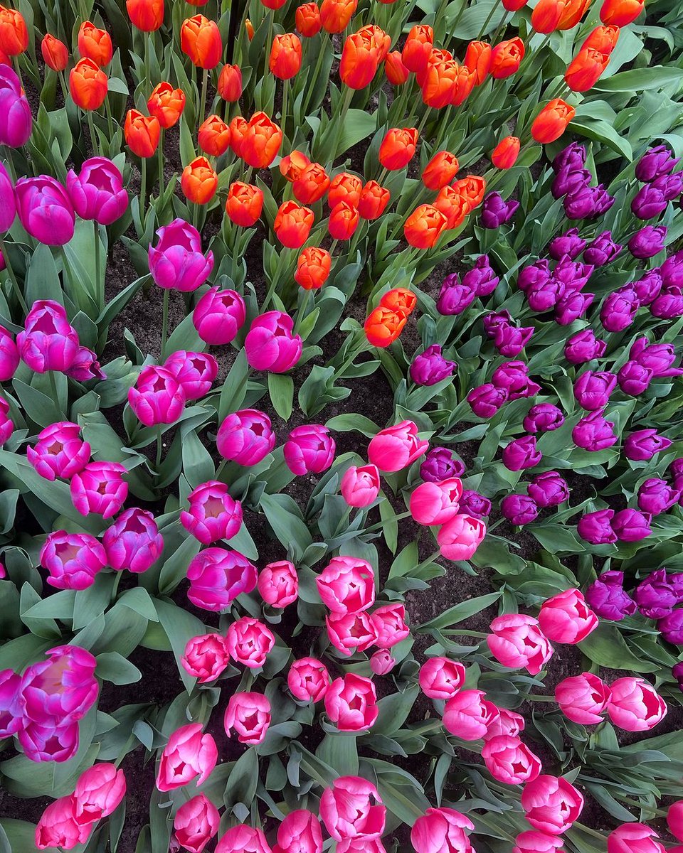 “The Keukenhof gardens are at their best at the moment! Colorful! A feast for the eyes.” 🌷 -Cruise Manager Rik #ExploreUniworld