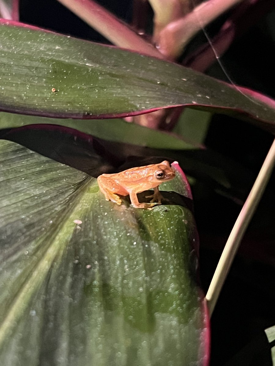 DoctorJOtto's tweet photo. The plant and animal life at our hotel. @MonomoySchools @ScienceWithMrB @MRHSMsOliver #MonomoyInCostaRica2024 https://t.co/F6z2gUOGqY