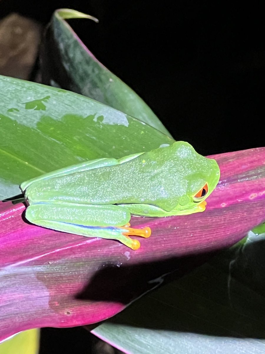 DoctorJOtto's tweet photo. The plant and animal life at our hotel. @MonomoySchools @ScienceWithMrB @MRHSMsOliver #MonomoyInCostaRica2024 https://t.co/F6z2gUOGqY