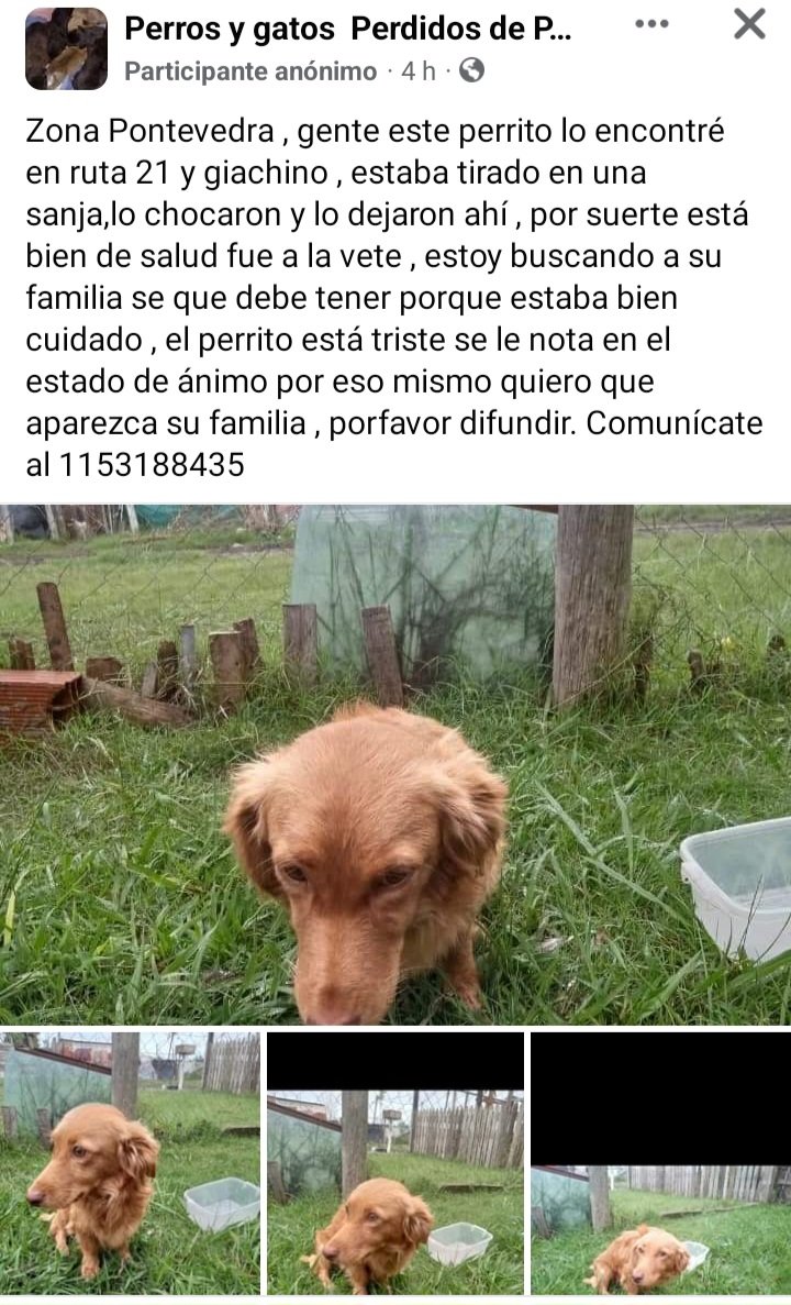 PerrosdeMerlo's tweet photo. ¿A quién se le perdió? https://t.co/kmu5fNDNiA